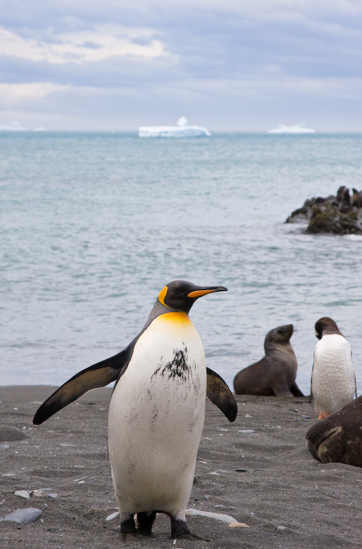 King Penguin On Beach